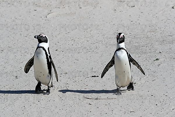 African penguin