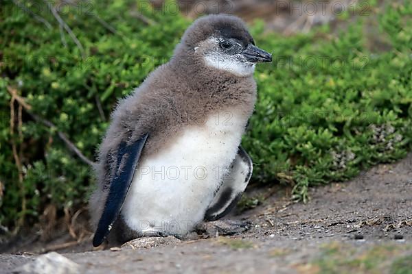 African penguin