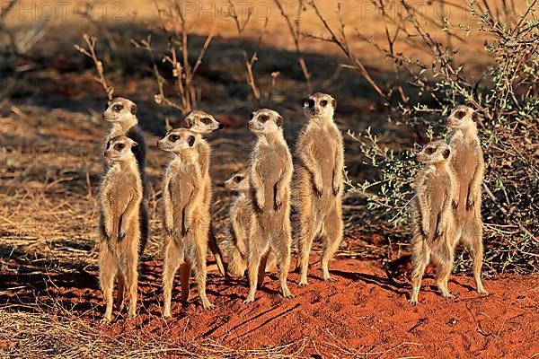 Meerkats