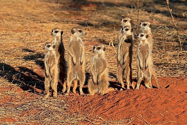 Meerkats