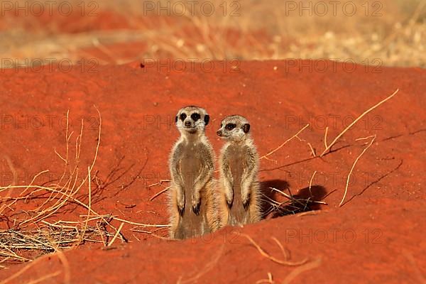 Meerkats