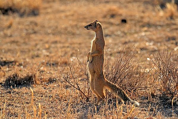 Yellow mongoose