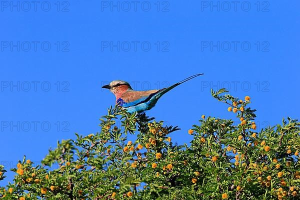 Lilac-breasted roller