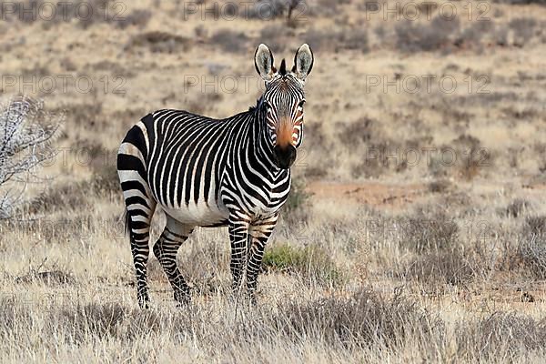 Cape Mountain Zebra