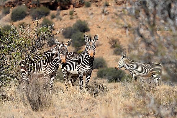 Cape Mountain Zebra