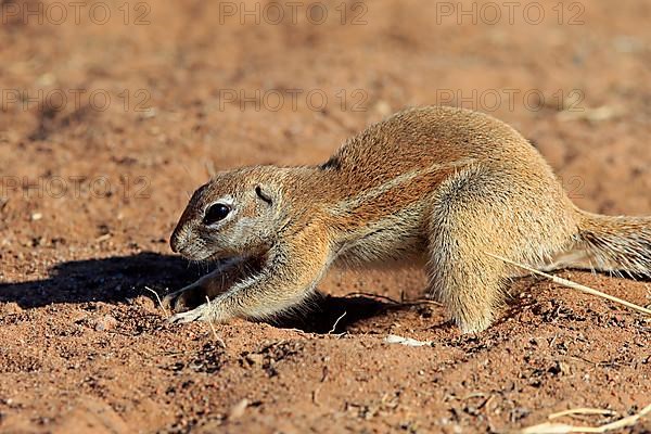 Cape ground squirrel