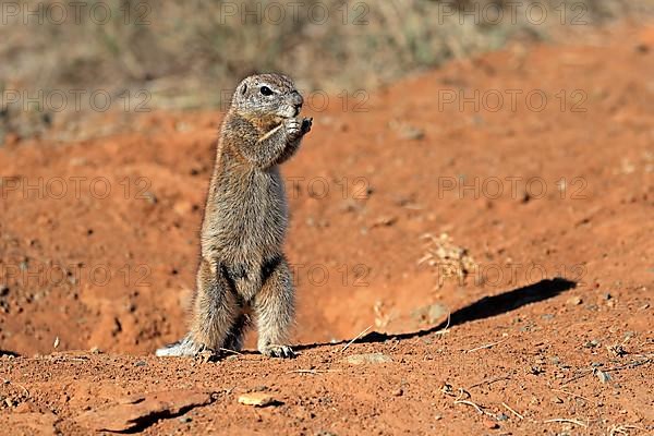 Cape ground squirrel