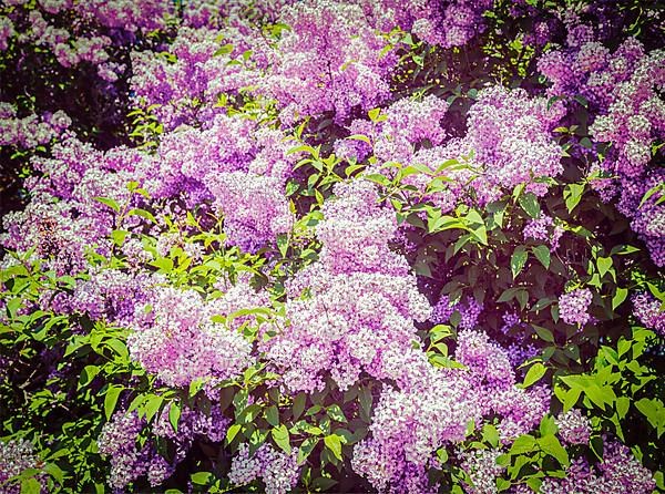 Vintage retro effect filtered hipster style image of lilac flowers in spring
