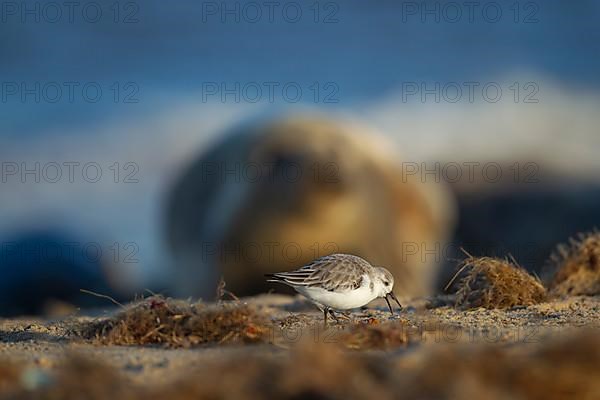 Sanderling