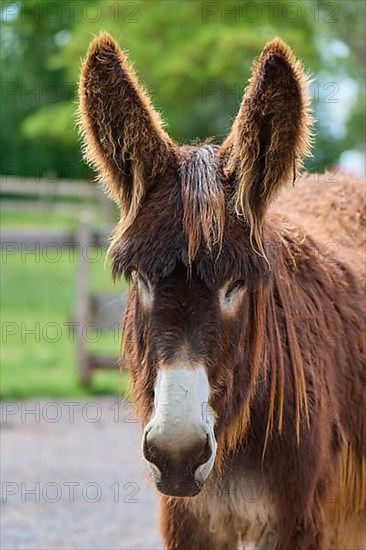 Poitou donkey