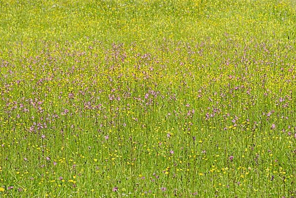 Mountain meadow with wildflowers