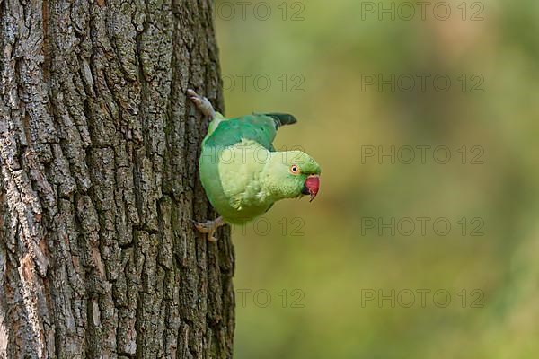 Rose-ringed parakeet