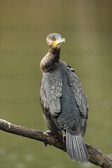 Great cormorant