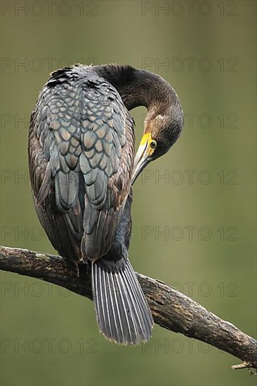 Great cormorant