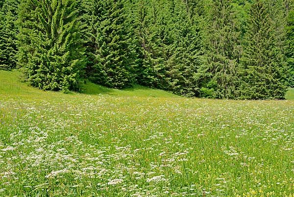 Mountain meadow with wildflowers