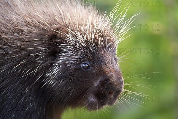 North american porcupine