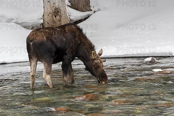 A bull moose drinks in a river in winter. Alces americanus