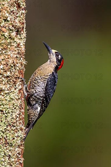 Black-cheeked woodpecker