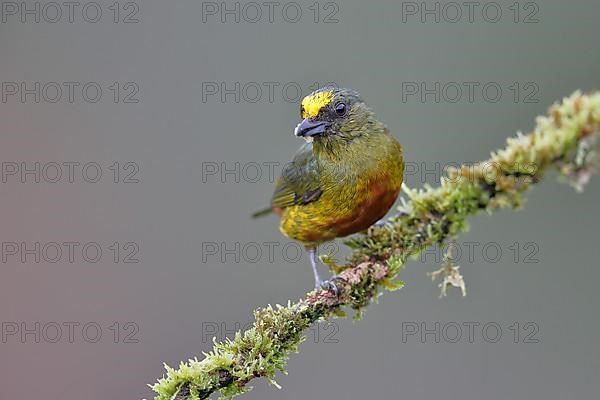 Olive-backed euphonia