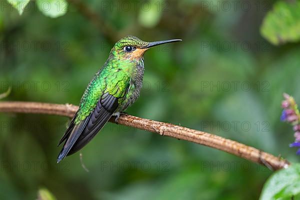 Green-crowned brilliant