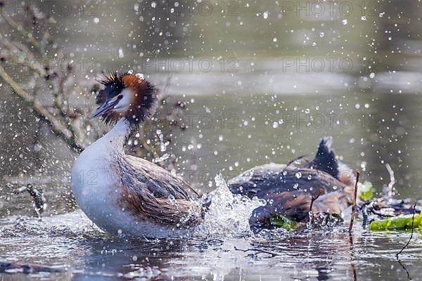 Great Crested Grebe