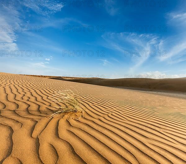 Dunes of Thar Desert. Sam Sand dunes