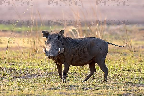 Common warthog