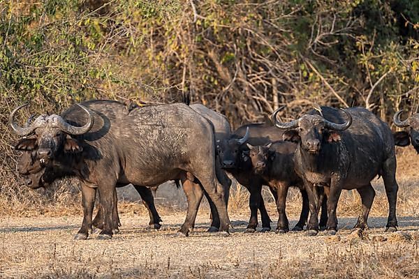 African buffalo