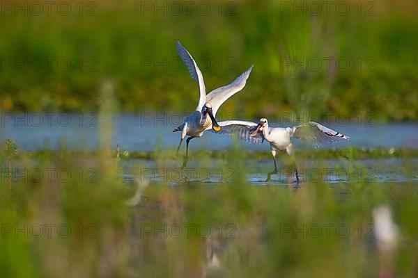 Eurasian spoonbill