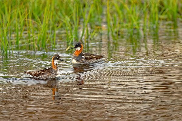 Red-necked phalarope