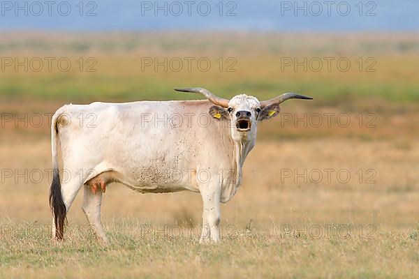 Hungarian Steppe Cattle or Hungarian Grey Cattle