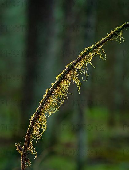Macro shot of branch with moss in forest