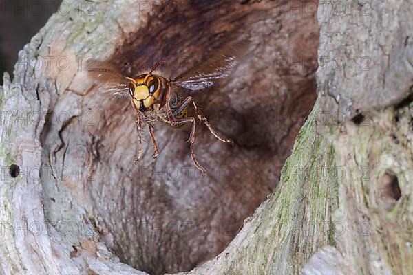 European hornet