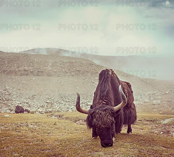Vintage retro hipster style travel image of yak grazing in Himalayas. Ladakh