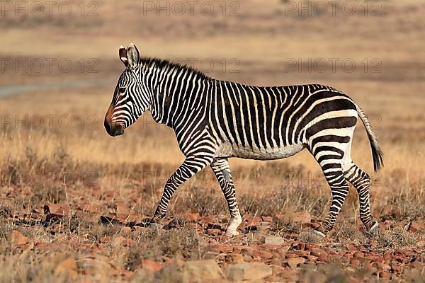 Cape Mountain Zebra