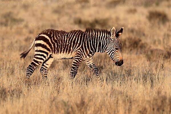 Cape Mountain Zebra