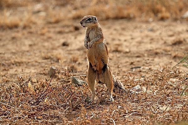 Cape ground squirrel