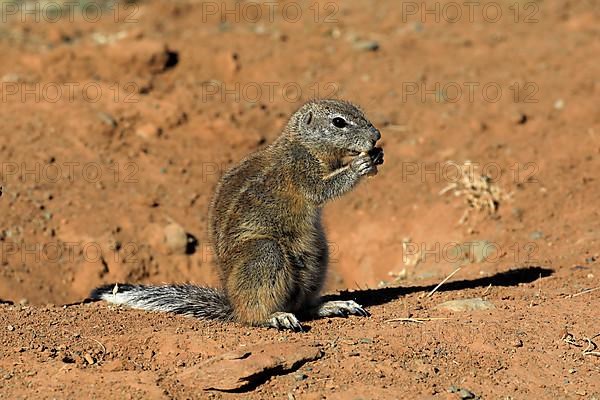 Cape ground squirrel