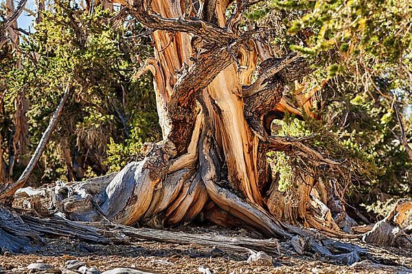 Gnarled log