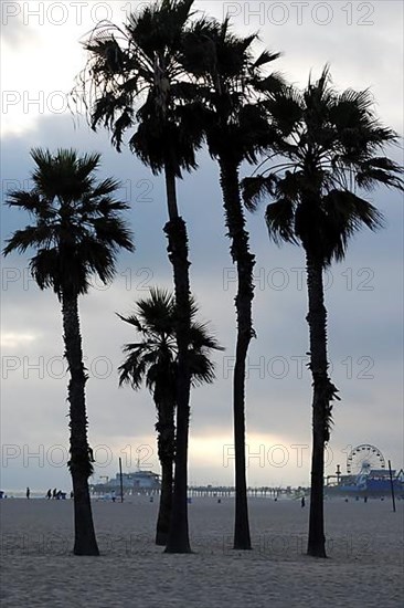 Palm trees at Santa Monica beach