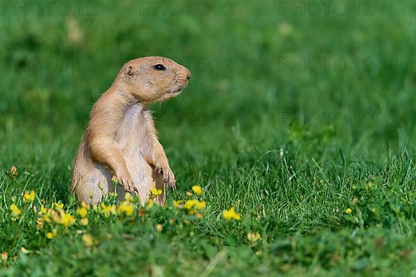 Black-tailed Prairie Dog