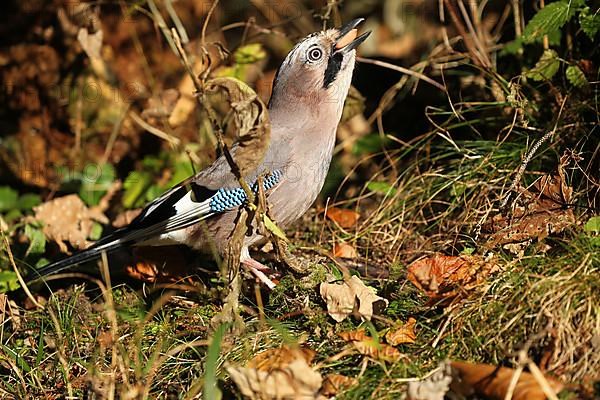 Eurasian jay