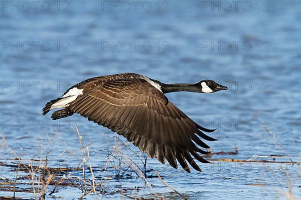 Canada goose