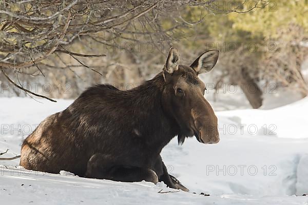 Moose cow sitting in snow on the edge of a forest in winter. Moose cow watching