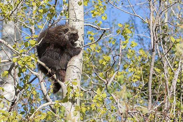 North american porcupine