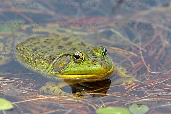 North american bull frog watching at the surface of a lake. Frog resting on aquatic vegetation.