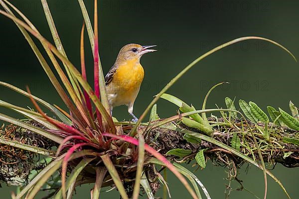 Baltimore oriole