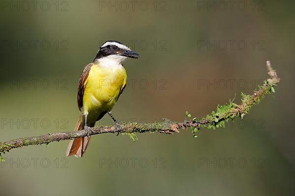 Great kiskadee