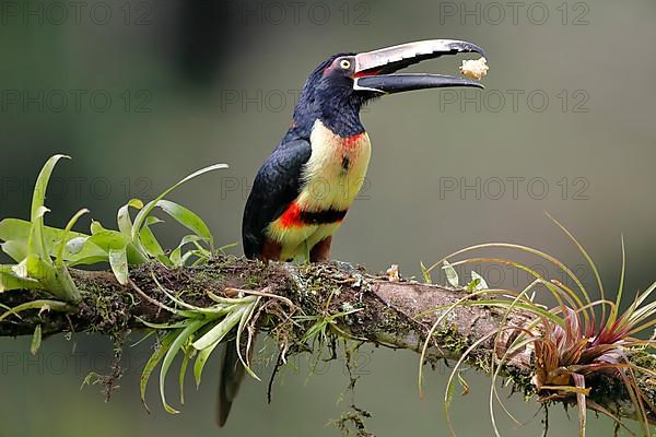 Collared aracari