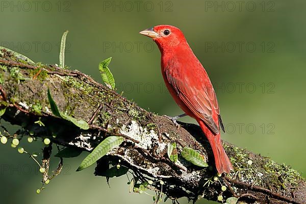 Summer tanager